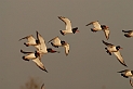 Oystercatcher flock - F